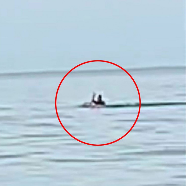 视频意外捕捉到墨西哥度假时致命的鲨鱼袭击
