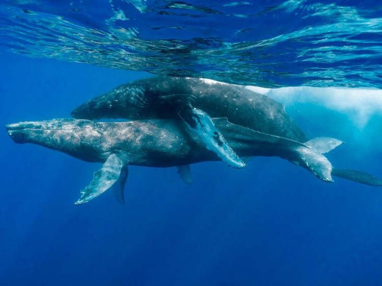 第一张记录的鲸鱼驼背照片中座头鲸享受同性嬉戏的乐趣