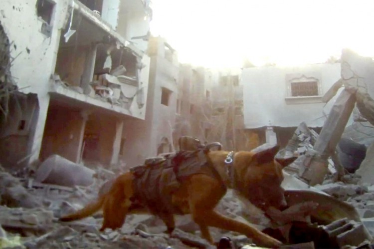 战犬以色列军犬帮助咬伤哈马斯恐怖分子