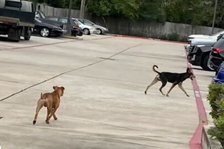 在休斯敦一家汽车经销店造成35万损失的流浪狗现已被收养