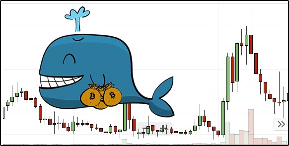 智能鲸鱼驾驭加密货币