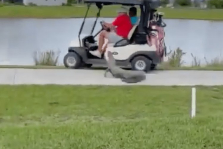 令人震惊的视频显示佛罗里达鳄鱼向乘坐高尔夫球车的夫妇扑去