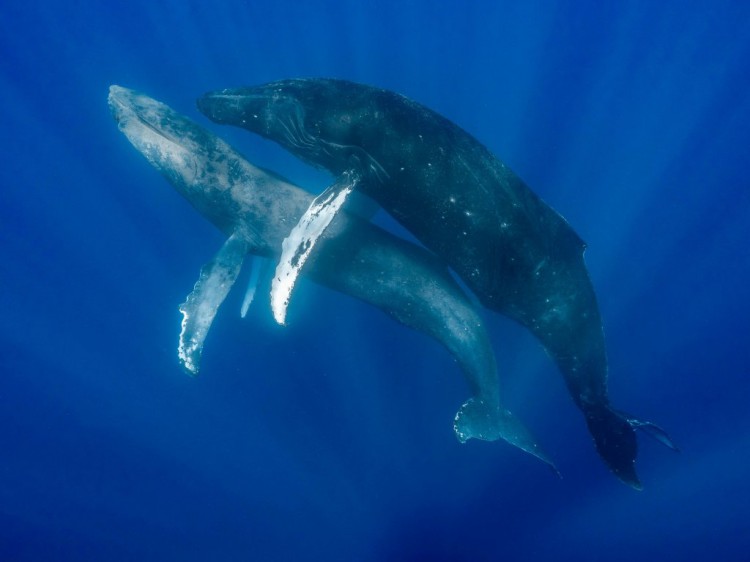 [丽莎]第一张记录的鲸鱼驼背照片中，座头鲸享受同性嬉戏的乐趣